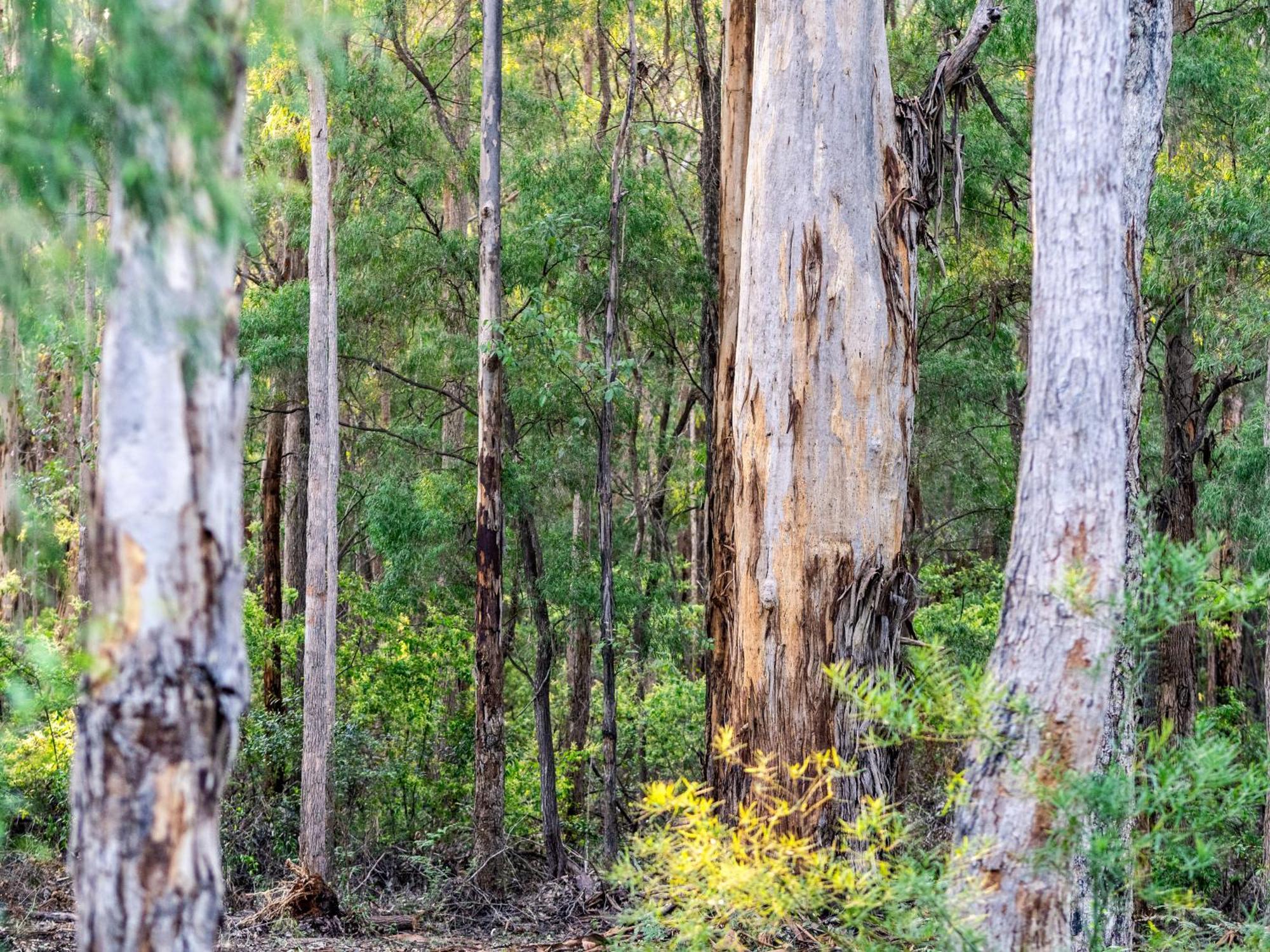 Jarrah Grove Forest Retreat - Adults Only Luxury Chalet Rosa Glen Dış mekan fotoğraf